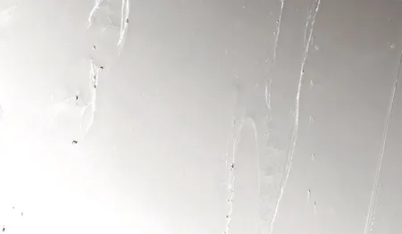 warwick style obscure glass